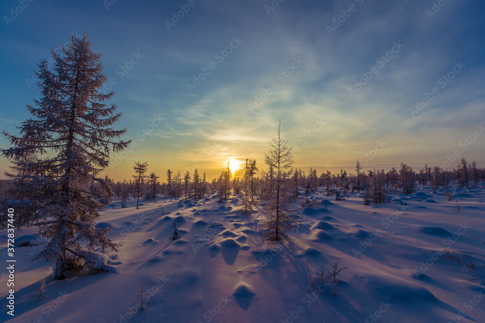 Beautiful Winter Background. Wintertime Wallpaper. Snow-covered trees close up outdoors with selective focus. Nature.
