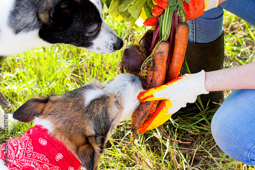 Foto Young farm woman feeds two dogs with healthy food in the village, pet eats fresh carrots from the garden and harvests
