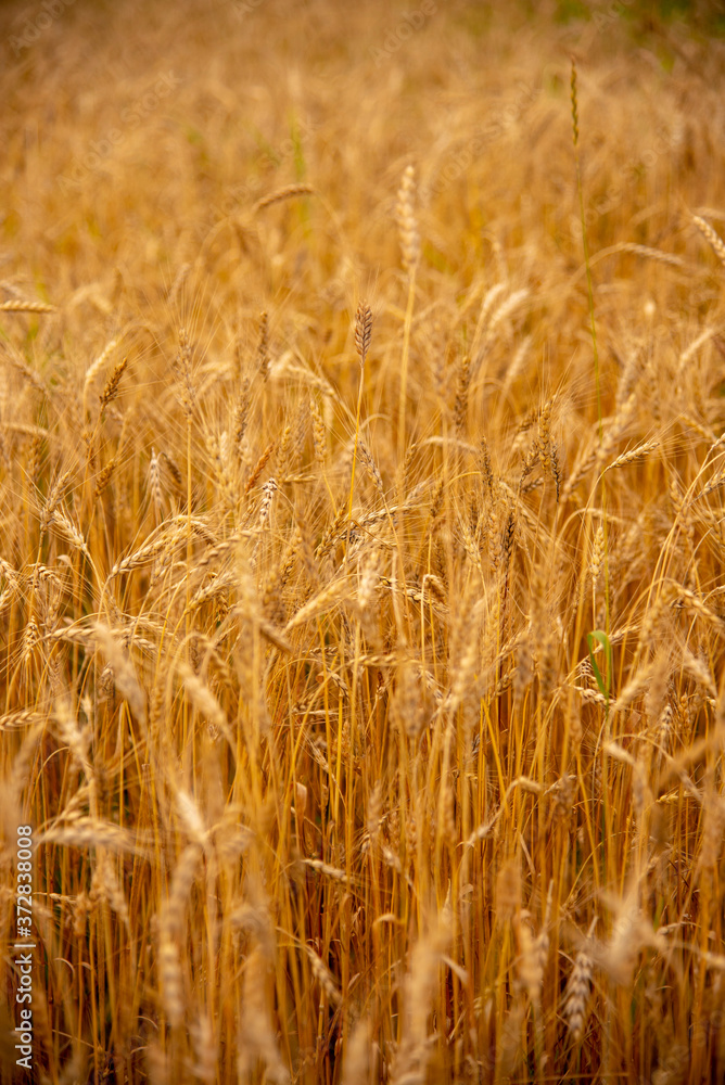 Vertical photo full frame of ripe rye as a backdrop. Vertical photo full frame of ripe rye as a backdrop.