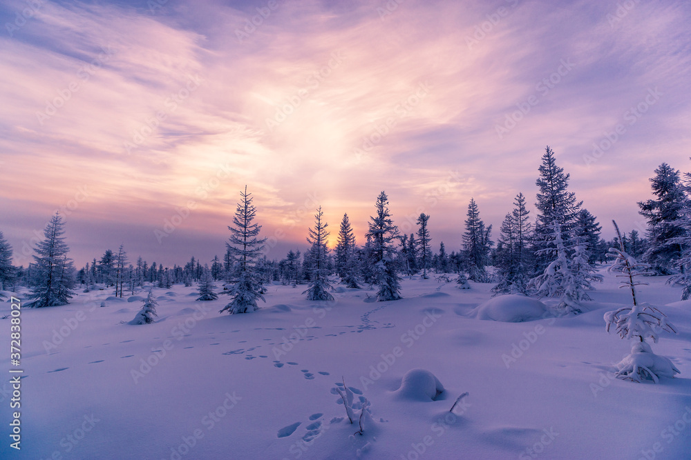 Obraz premium Winter lanscape with sunset, trees and cliffs over the snow. Winter snowscape with forest, trees and snowy cliffs. Blue sky. Winter landscape.