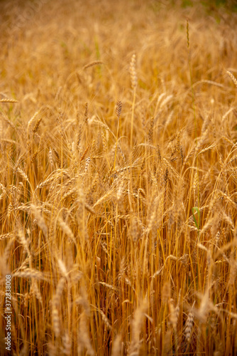 Vertical photo full frame of ripe rye as a backdrop.