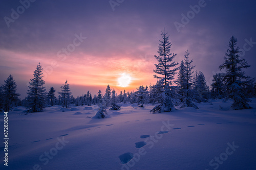 Winter scene. Snowscape. Forest, sunset, trees. Winter evening landscape. © Olonkho