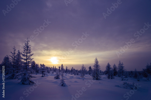 Winter scene. Snowscape. Forest, sunset, trees. Winter evening landscape.