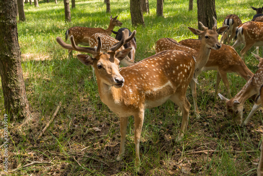 ein Damhirsch mit seinem Rudel im Wald ein Damhirsch mit seinem Rudel im Wald