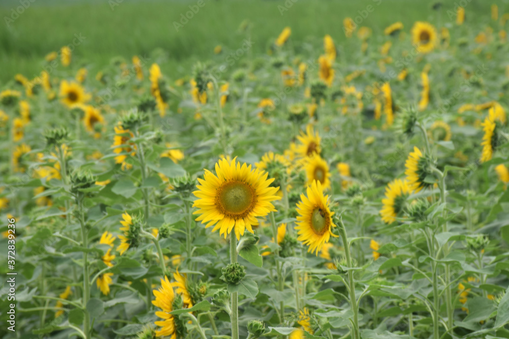 GROUP OF YELLOW SUNFLOWER IN FARM FIELD GROUP OF YELLOW SUNFLOWER IN FARM FIELD
