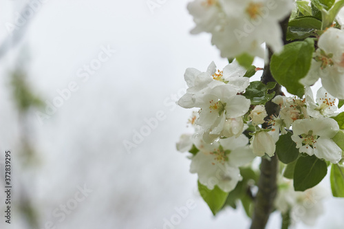 Beautiful spring blossoming apple tree