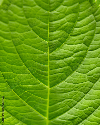 Green apple leaves. Close up picture