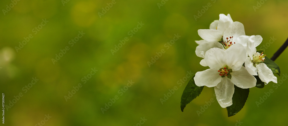 Beautiful spring blossoming apple tree against green Beautiful spring blossoming apple tree against green