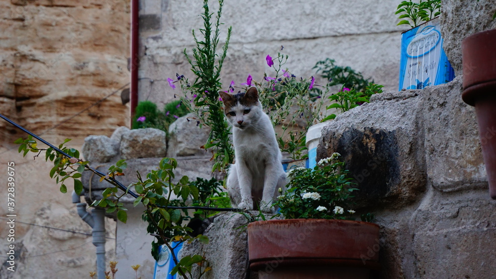 cat on the wall, Turkey