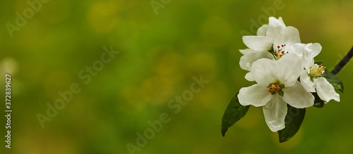 Beautiful spring blossoming apple tree against green