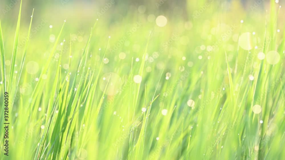 Green grass with water drops Green grass with water drops