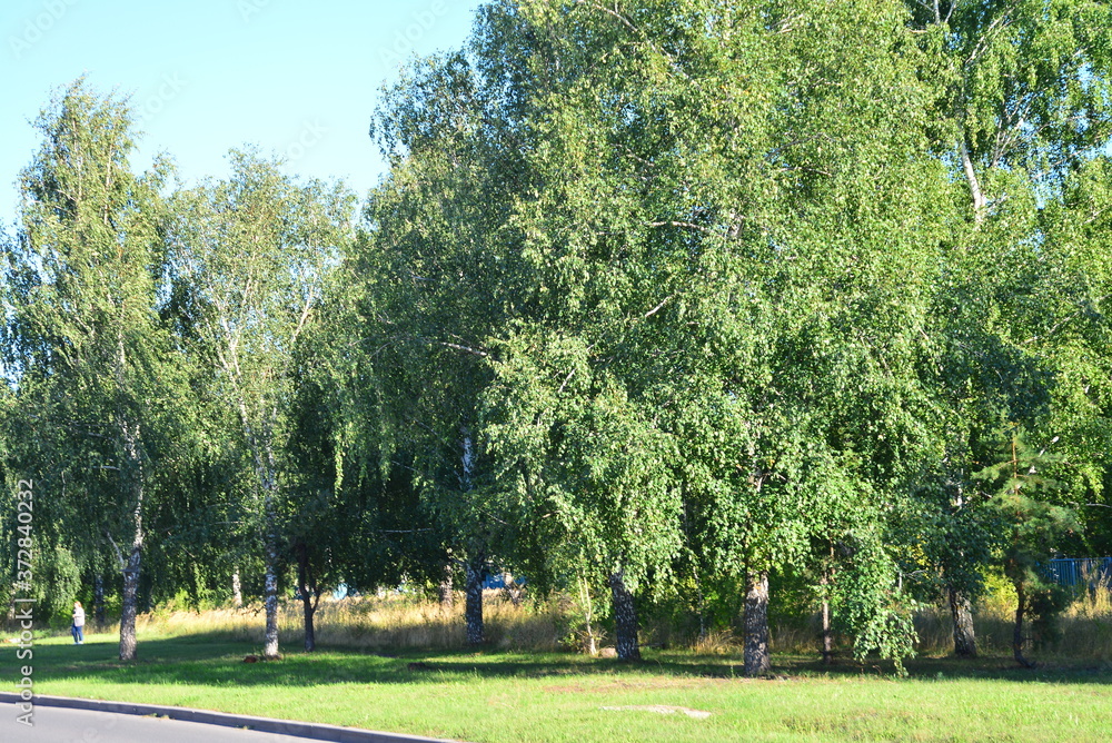 Obraz premium Leaves, sun and trees