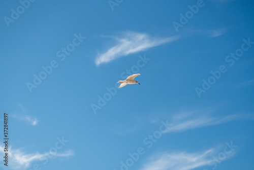 seagull bird in flight on blue sky