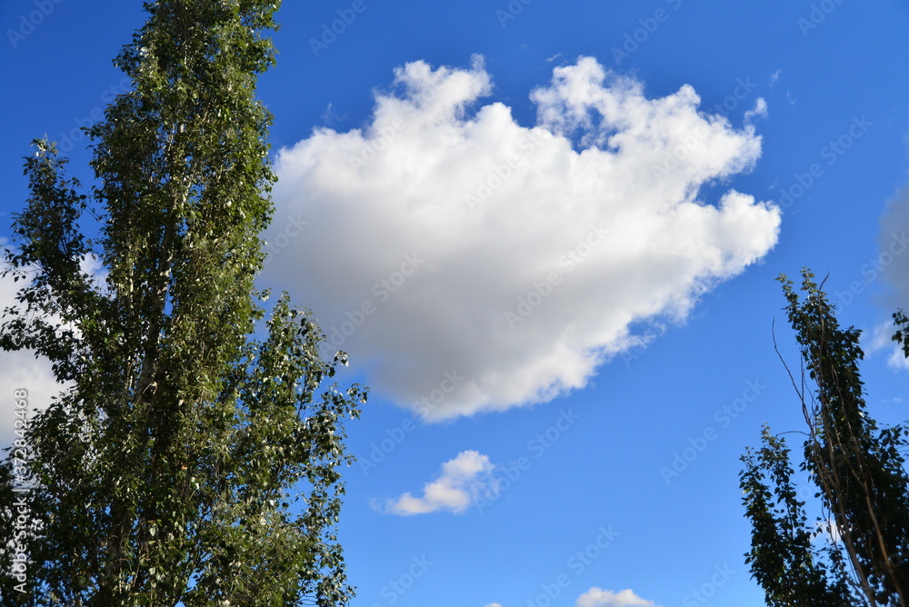 Obraz premium clouds and tree