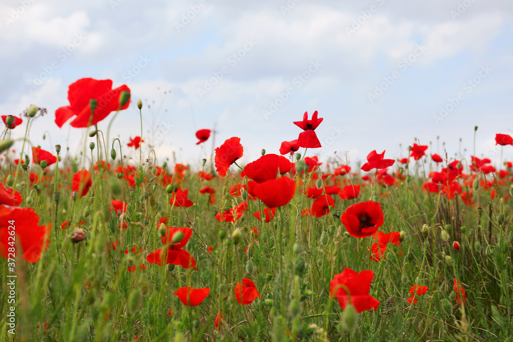 Obraz premium Beautiful red poppy flowers growing in field