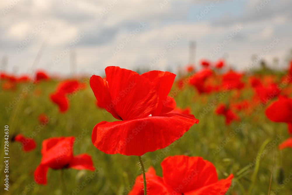 Beautiful red poppy flowers growing in field, closeup Beautiful red poppy flowers growing in field, closeup