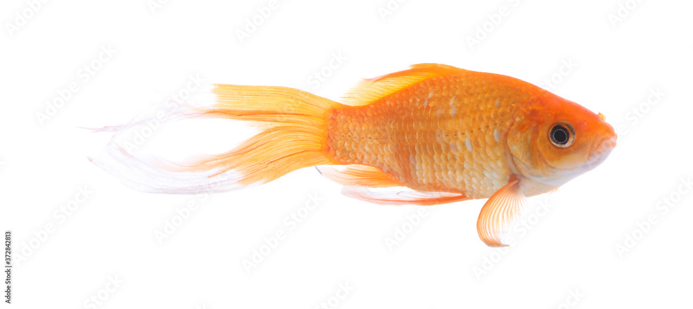 Fototapeta premium Beautiful bright small goldfish isolated on white