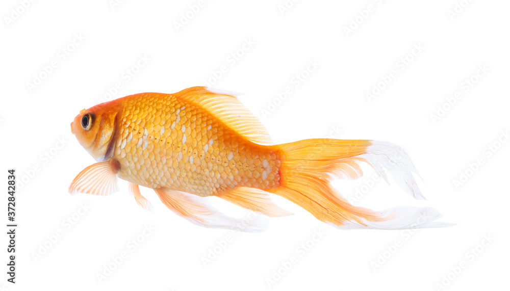 Fototapeta premium Beautiful bright small goldfish isolated on white