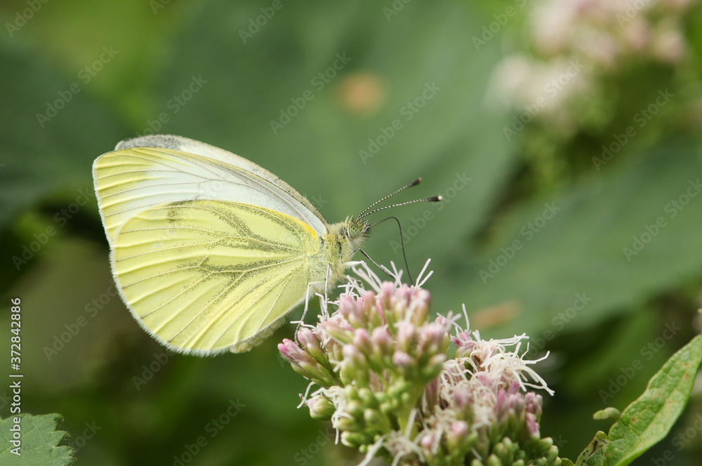A pretty Green-veined White Butterfly, Pieris napi, nectaring from a pink flower in a meadow. A pretty Green-veined White Butterfly, Pieris napi, nectaring from a pink flower in a meadow.