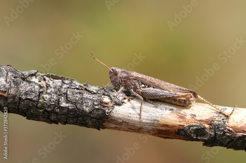 A pretty Grasshopper, resting on a twig in a meadow in the UK.