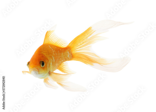 Beautiful bright small goldfish isolated on white © New Africa