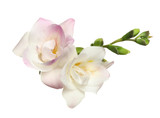 Beautiful bright freesia flowers on white background