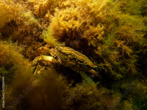 A closeup picture of a crab underwater. Picture from Oresund, Malmo in southern Sweden. © Dan
