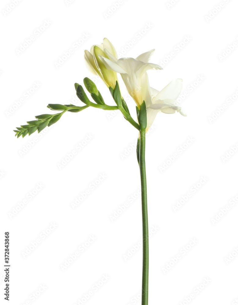 Beautiful blooming freesia flower isolated on white Beautiful blooming freesia flower isolated on white
