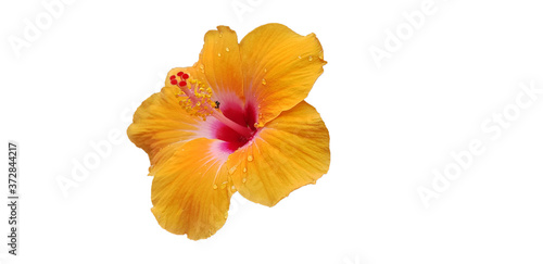 yellow hibiscus