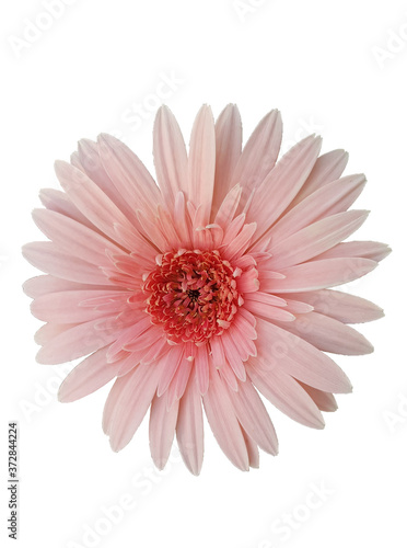 pink gerbera daisy on white background