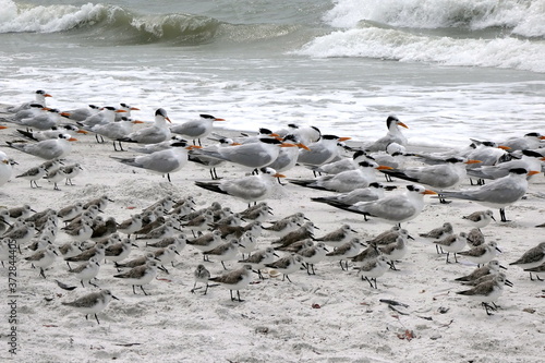 Group of sea gulls at the beach of Lover's Key State Park, Florida