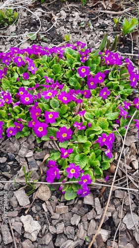 flower, flowers, nature, garden, spring, purple, plant, pink, bloom, green, blossom, violet, summer, floral, gardening, beauty, leaf, flora, beautiful, park, field, season, color, flowerbed, outdoor