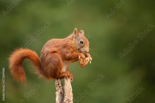 Squirrel, Red Squirrel, Rodent. © Gert Hilbink