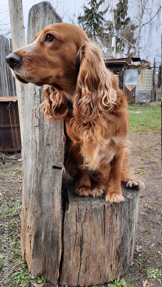 dog, animal, pet, setter, puppy, cute, spaniel, irish, cocker, canine, brown, red, portrait, purebred, nature, fur, dogs, grass, beautiful, friend, mammal, irish setter, cocker spaniel, golden, dachsh dog, animal, pet, setter, puppy, cute, spaniel, irish, cocker, canine, brown, red, portrait, purebred, nature, fur, dogs, grass, beautiful, friend, mammal, irish setter, cocker spaniel, golden, dachsh