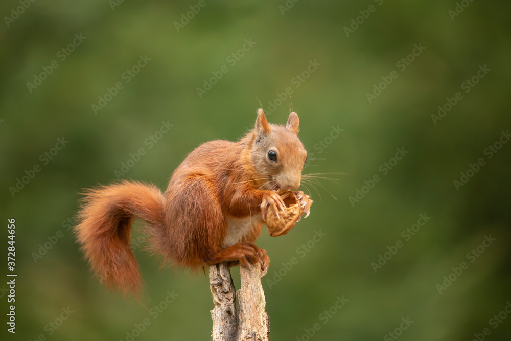 Squirrel, Red Squirrel, Rodent. Squirrel, Red Squirrel, Rodent.