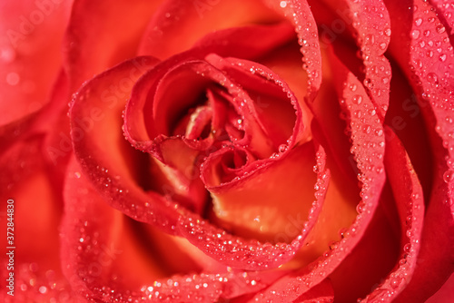 Soft focus  abstract floral background  red rose flower with water drops. Macro flowers backdrop for holiday design