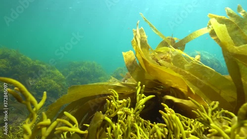 Ripples of brown algae seaweeds underwater, kelp laminaria and Bifurcaria, Atlantic ocean, Spain, Galicia, Pontevedra photo