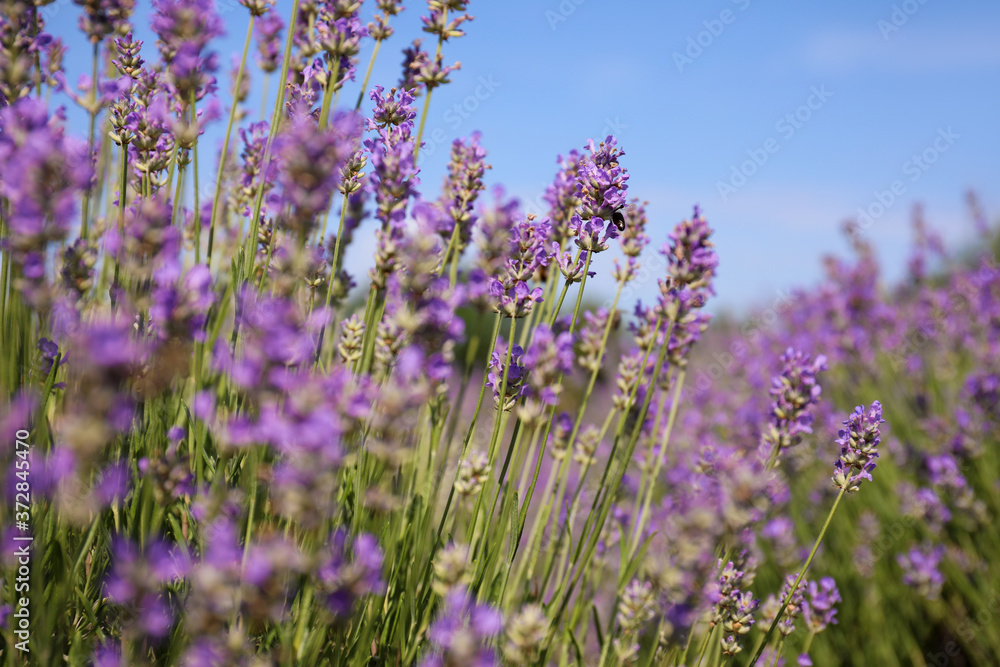Fototapeta premium Beautiful blooming lavender field on summer day, closeup