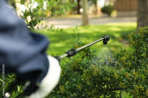 Принти на полотні Worker spraying pesticide onto green bush outdoors, closeup