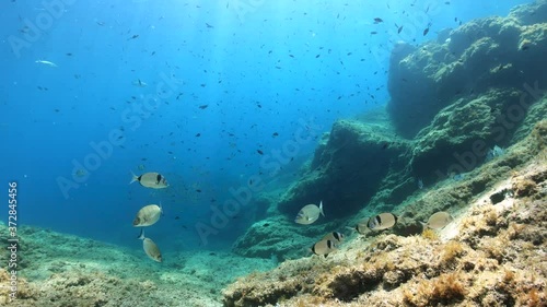 Wallpaper Mural Underwater seascape in the Mediterranean sea with lot of fish, France, 59.94fps Torontodigital.ca