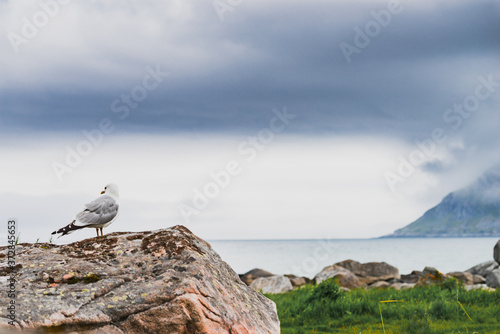 Seagull on sea fjord shore