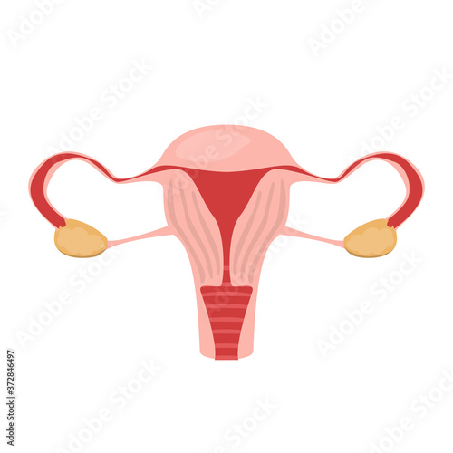 Womb vector isolated. Internal organ, human anatomy