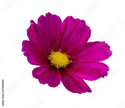Beautiful isolated dark pink flower on a white background. Kosmeya