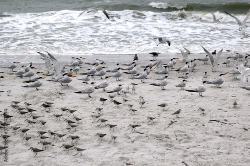 Group of sea gulls at the beach of Lover's Key State Park, Florida