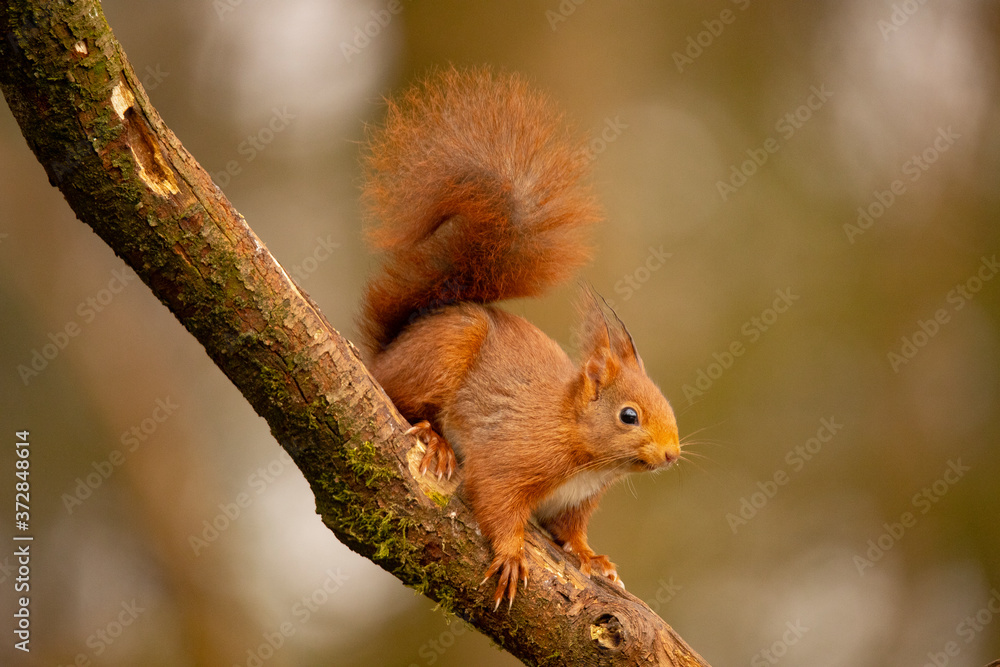 Squirrel, Red Squirrel, Rodent.