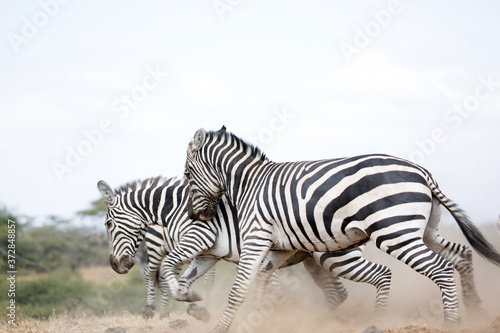 Fototapeta Naklejka Na Ścianę i Meble -  Zebras (Equus quagga) fighting near a water hole - Kenya	