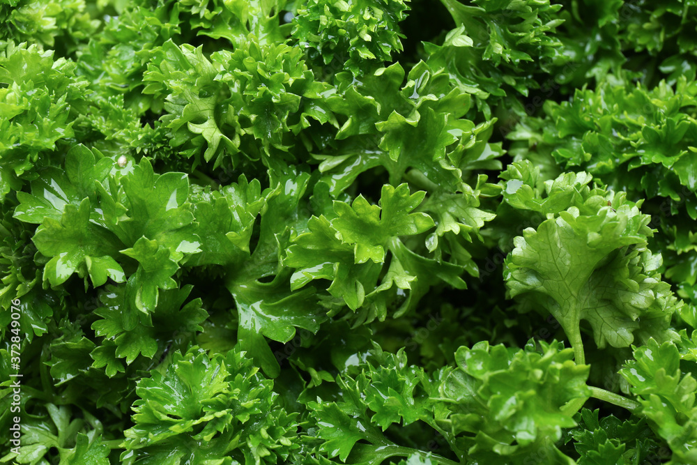 Fresh green curly parsley as background, closeup Fresh green curly parsley as background, closeup