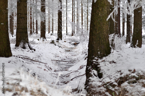 forest in winter