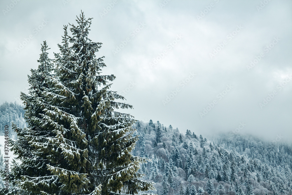 snow-covered Christmas trees on a background of forest in the fog. winter season. snow-covered Christmas trees on a background of forest in the fog. winter season.