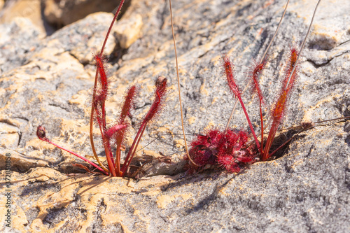 Drosera capensis and Drosera rubrifolia close to Ceres  Western Cape  South Africa